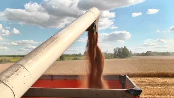 The harvesting of ripe wheat — Stock Video