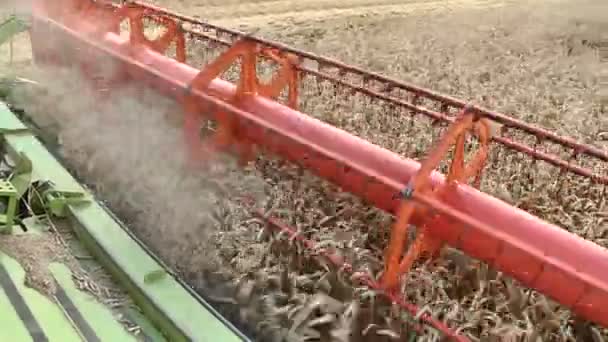 Het oogsten van rijpe tarwe combineren harvester — Stockvideo