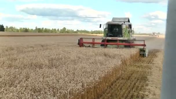 La récolte de blé mûr combiner moissonneuse — Video