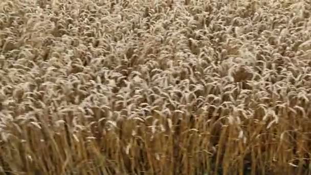 La cosecha de trigo maduro combina cosechadora — Vídeos de Stock