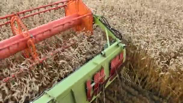 Het oogsten van rijpe tarwe combineren harvester — Stockvideo
