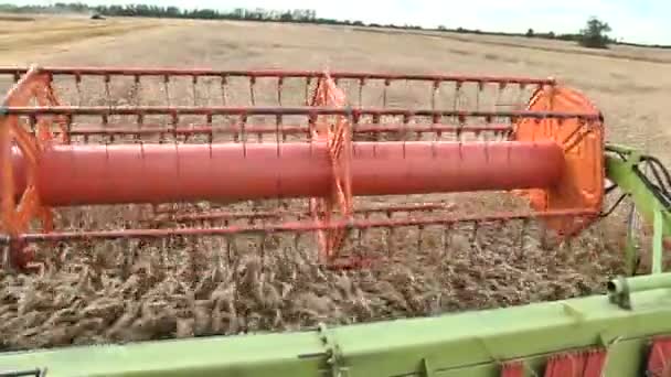 La cosecha de trigo maduro combina cosechadora — Vídeo de stock