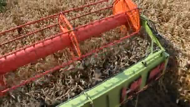 Het oogsten van rijpe tarwe combineren harvester — Stockvideo