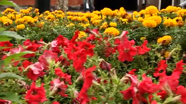Panorama along the flower beds with colourful flowers closeup — Stock Video