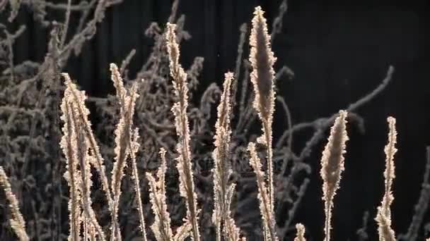 Замерзшая трава зимой — стоковое видео