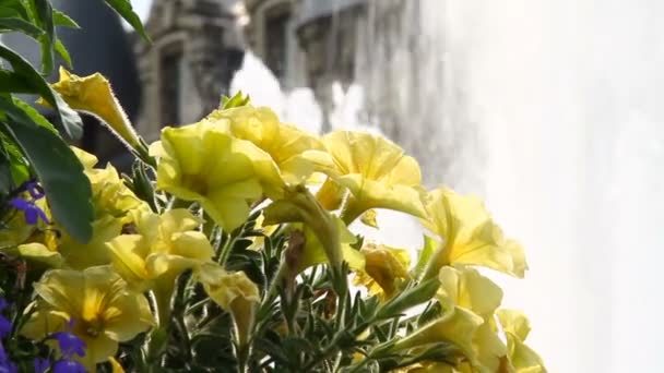 Τα λουλούδια στο παρασκήνιο από το σιντριβάνι και το αρχαίο κάστρο — Αρχείο Βίντεο
