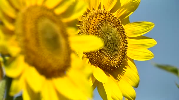 Dva kvetoucí slunečnice na pole rozostření — Stock video