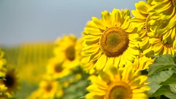 Un campo de girasoles brillantemente iluminado con foco en la distancia — Vídeo de stock