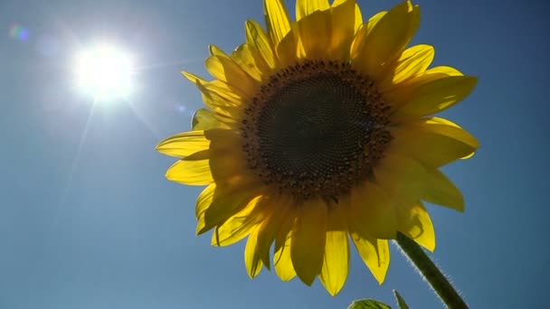 Girasole singolo sullo sfondo del sole splendente — Video Stock