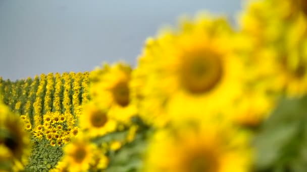 Un campo de girasoles brillantemente iluminado con la transición de enfoque desde lejos — Vídeo de stock