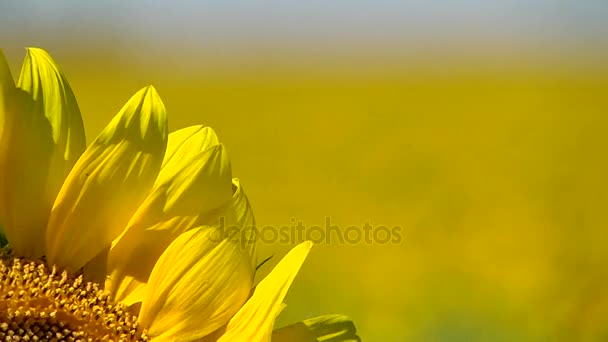 Primo piano girasole con attenzione sullo sfondo — Video Stock