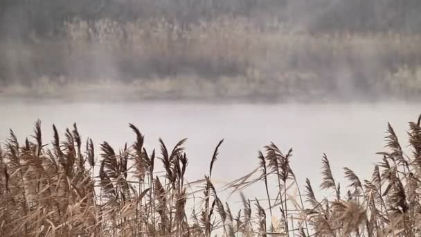 Evaporazione delle acque reflue sul lago — Video Stock