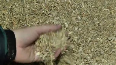 Elinde ezilmiş talaş