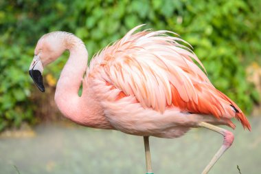 Şili bir Flamingo yan görünüm
