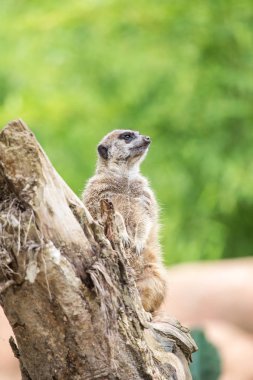 Bir günlük suricate ayakta