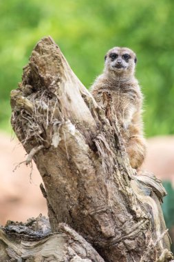 Bir kütüğün üzerinde duran mirket