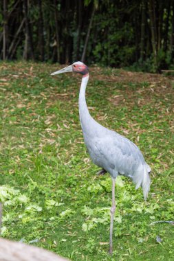 Sarus crane, uçan kuşların en yüksek