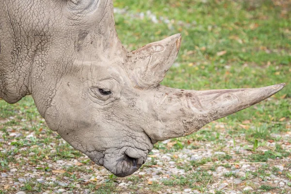 Ogromny rogi nosorożca białego — Zdjęcie stockowe