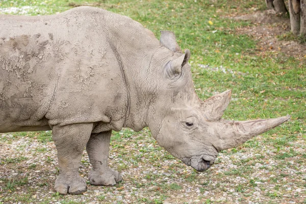Rinoceronte blanco, Ceratotherium simum —  Fotos de Stock