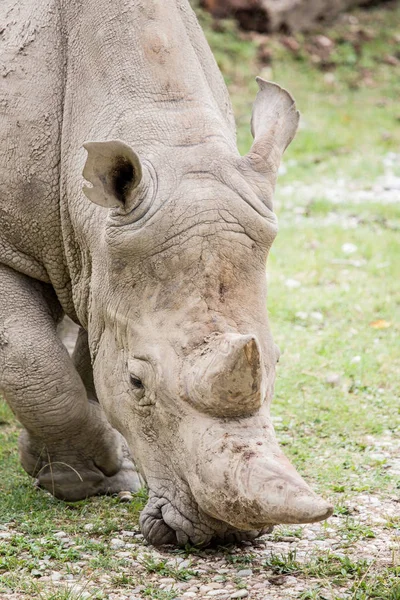 Wypas, nosorożec biały frontalnym widokiem — Zdjęcie stockowe
