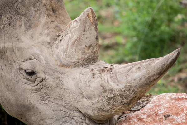 Detalle de los preciados cuernos de un rinoceronte blanco — Foto de Stock