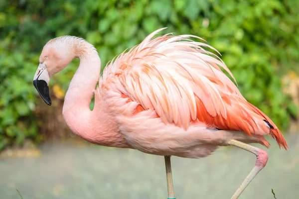 Şili bir Flamingo yan görünüm — Stok fotoğraf