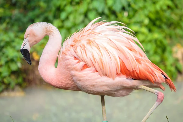 Vue latérale d'un flamant chilien — Photo