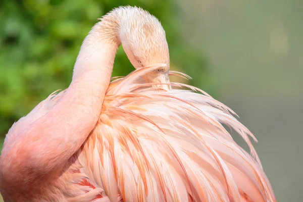 Pink chilean flamingo with the bill in the plumage — Stock Photo, Image