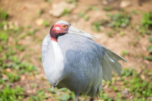 Guindaste Sarus com a cabeça vermelha típica e pescoço — Fotografia de Stock