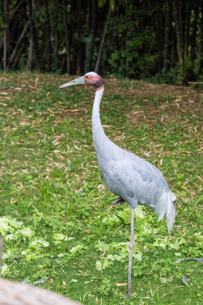 Sarus crane, the tallest of the flying birds