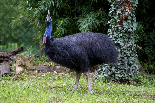 Kameraya bakarak büyük cassowary kuş