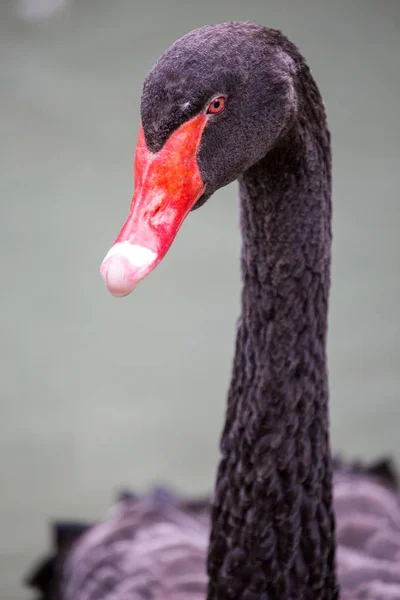 Cabeça e pescoço de um cisne preto — Fotografia de Stock