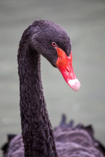 Cisne negro de zonas húmidas do sudoeste e leste da Austrália — Fotografia de Stock