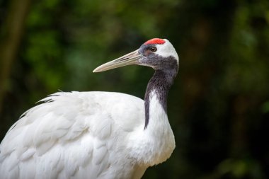 Japanese red-crowned crane, Grus japonensis clipart