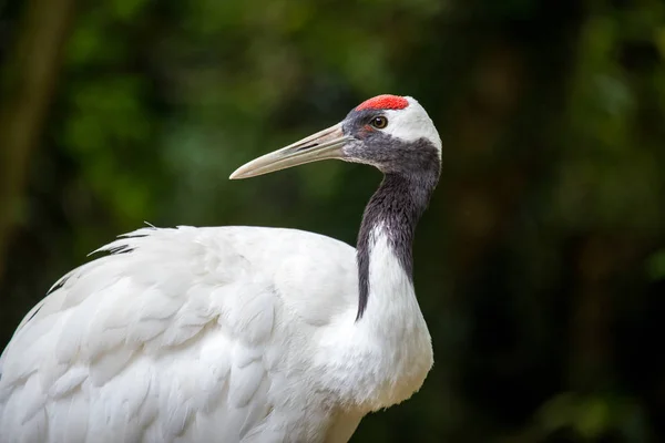 Japon kırmızı taç vinç, Grus japonensis — Stok fotoğraf