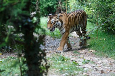 Sibirya kaplanı ormanda bir yol boyunca