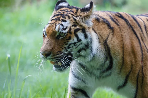 Vista de cerca de un tigre siberiano — Foto de Stock