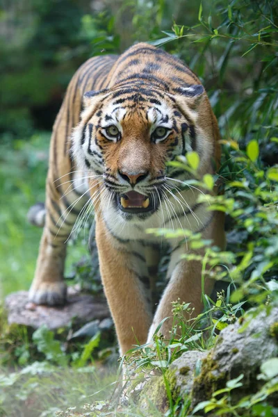 Sibirischer Tiger zeigt in die Kamera — Stockfoto