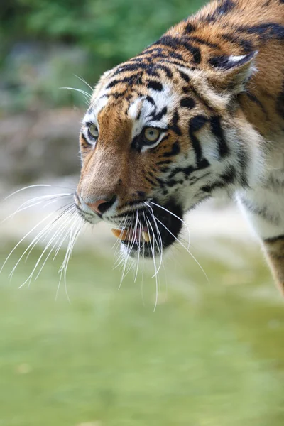 Potrait de un tigre siberiano — Foto de Stock