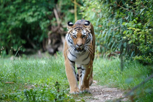 Tigre siberiano caminando por un sendero en el bosque — Foto de Stock