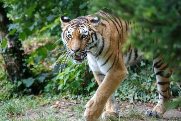 Amur Tiger beim Wandern im Wald — Stockfoto