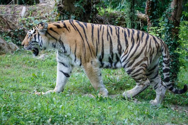 Vista lateral de un tigre Amur en el bosque — Foto de Stock