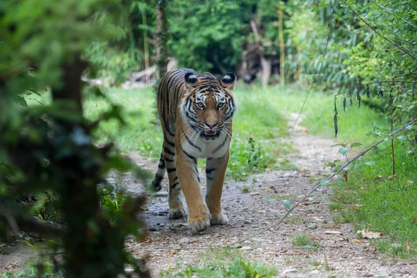 Amur tigris mozgó egy ösvényen az erdő — Stock Fotó