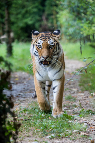 Amur tiger walking along a road in the forest