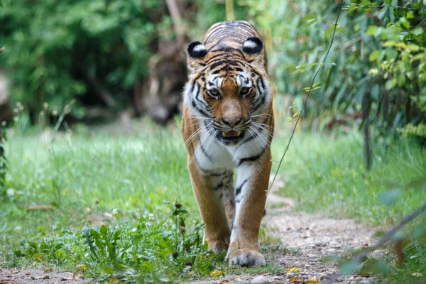 Amur tiger walking along a path trail in the forest Stock Image