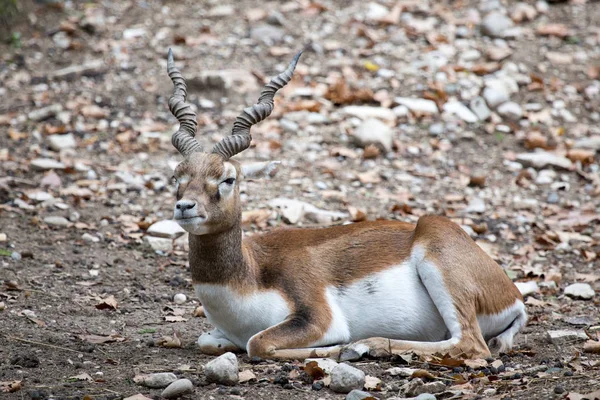 Blackbuck or Indian antelope resting on the ground. — Stock Photo, Image