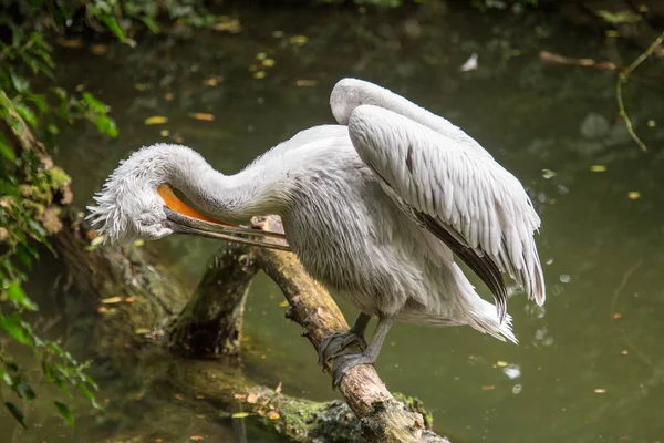 Dálmata pelicano empoleirado em um tronco limpando suas penas — Fotografia de Stock