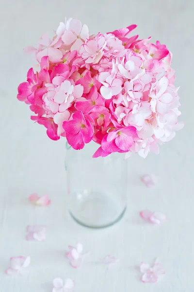 Roze hortensia bloemen — Stockfoto