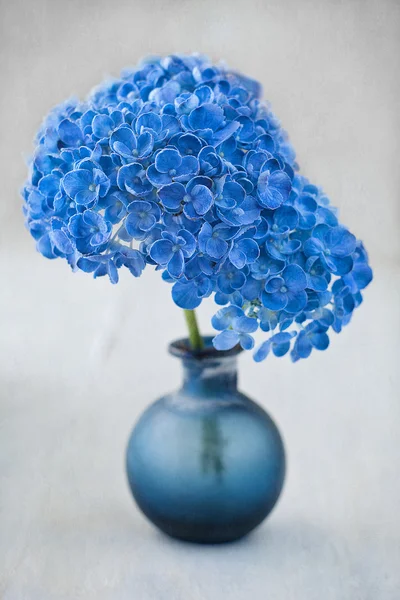 Krásné hortenzie květiny — Stock fotografie