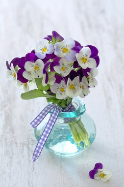  güzel mor homo çiçekler